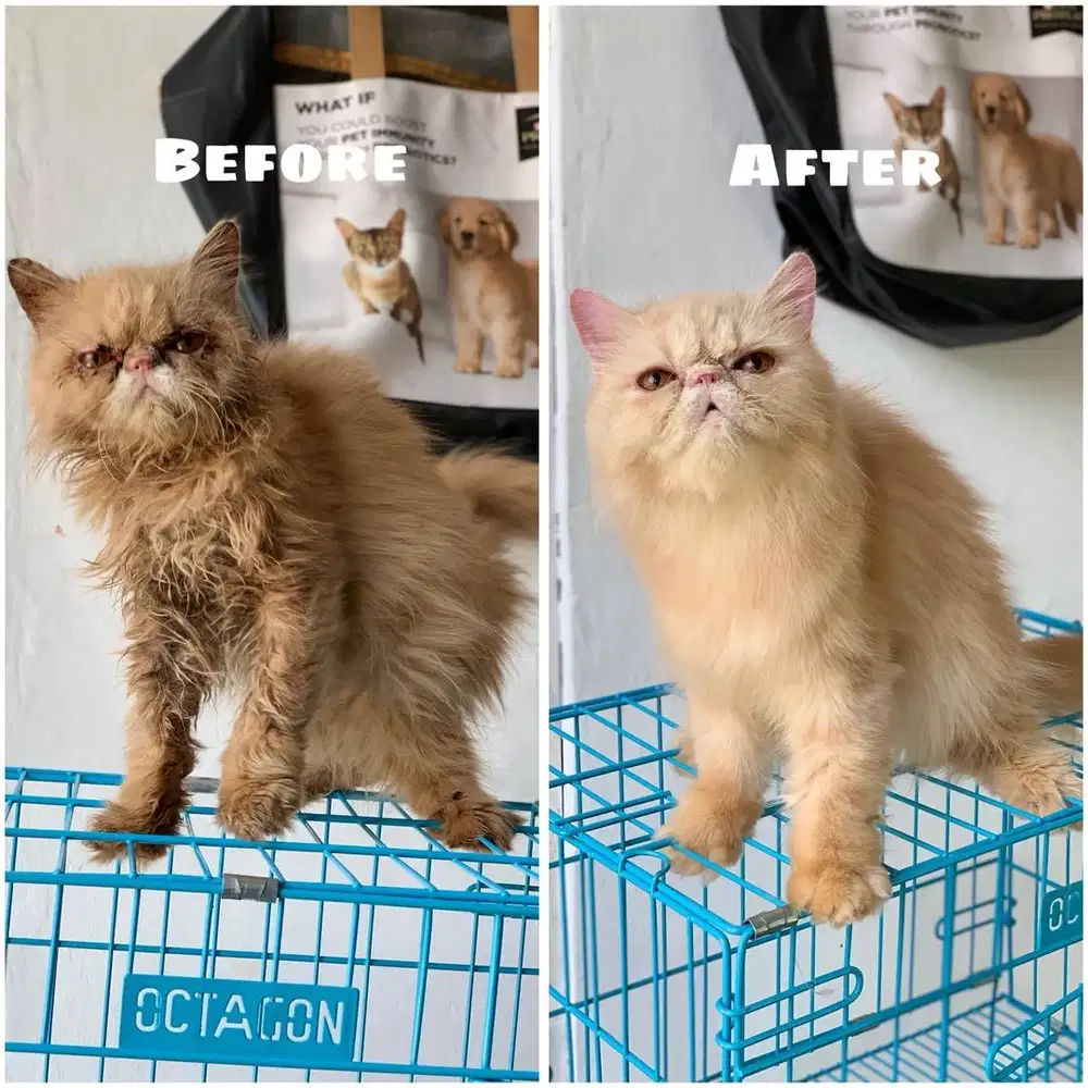 Grooming kucing | Salon kucing jogja