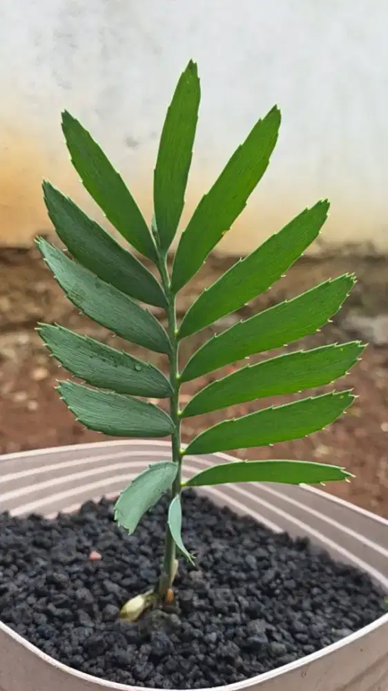 Encephalartos Dyerianus LANGKA khusus kolektor