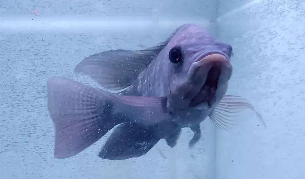 Ikan mujair nila konsumsi