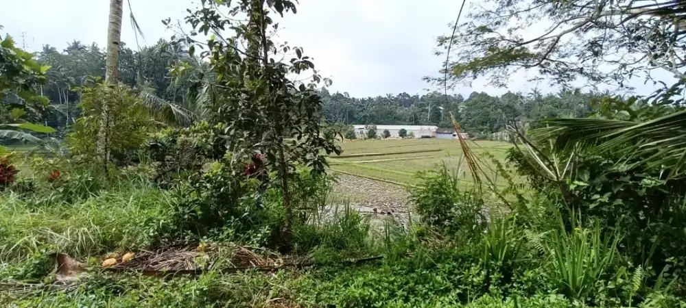 Jual kebun  view sawah dan gunung yang cantik di tabanan bali.