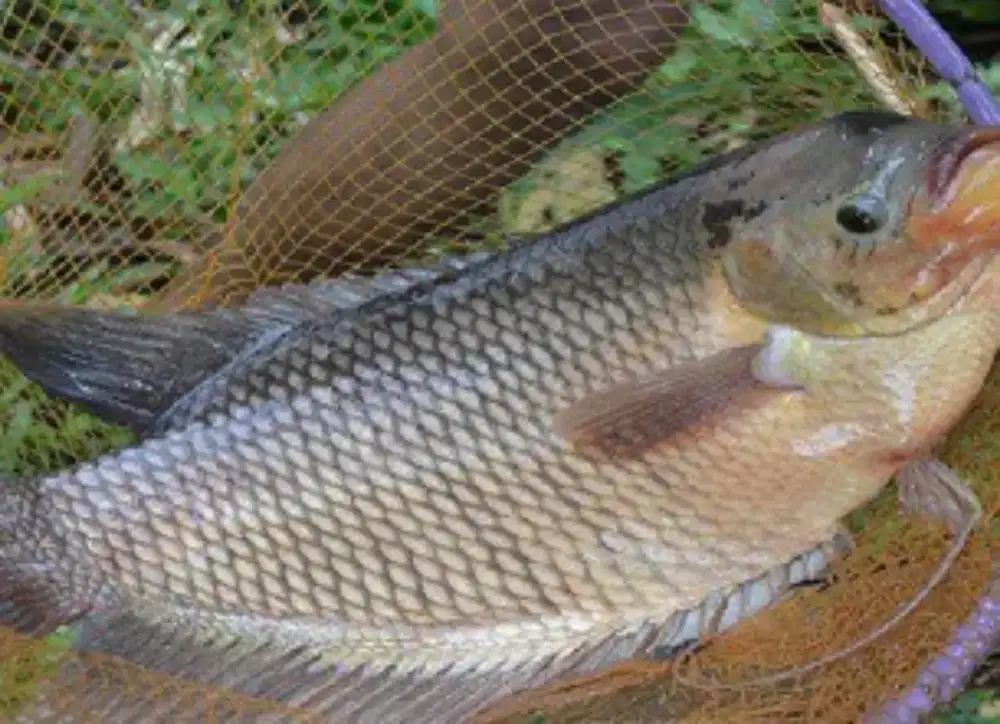 Jual indukan Gurami Hitam 1pasang brat 4kilo harga :300rb hrga gk krng