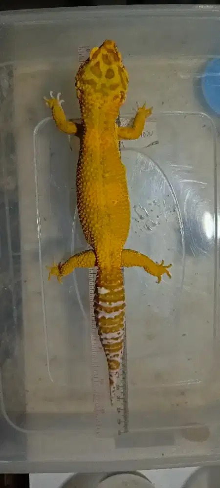 Gecko Giant LF Tremper