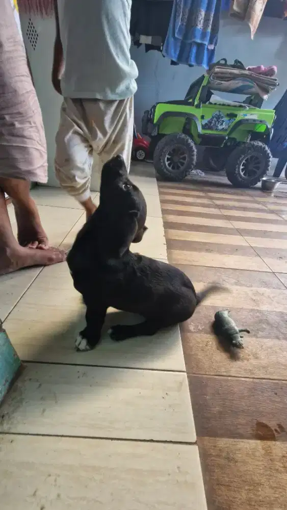 Mix tekkel shitsu jantan usia 7 bulan