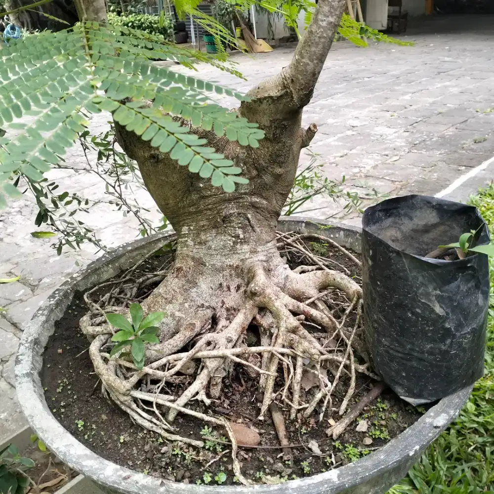 Bonsai pohon Flamboyan