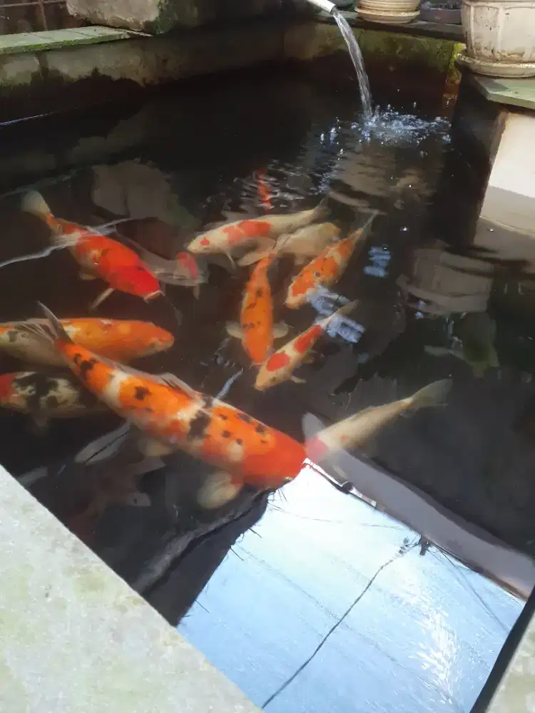 Borongan...Bayar dengan Harga Termurah Ikan Koi Lokal Ukuran Besar