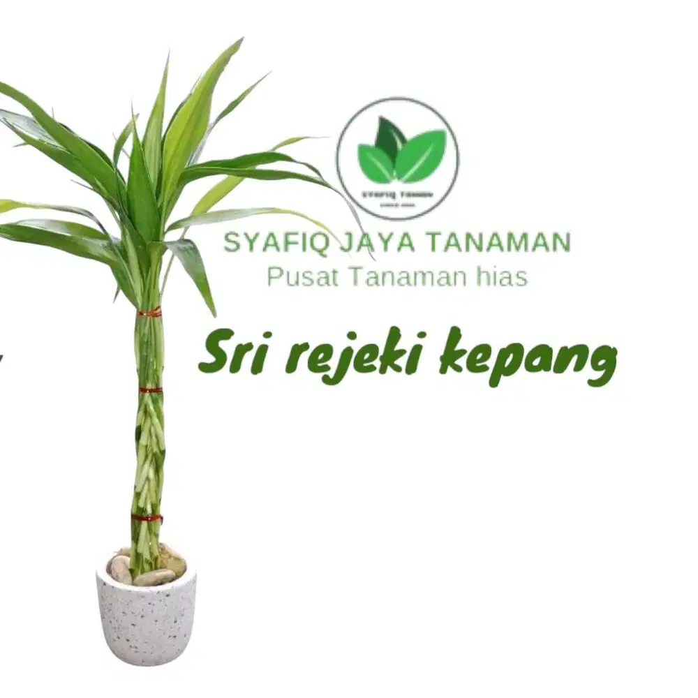 Tanaman hias bambu hoki kepang 9