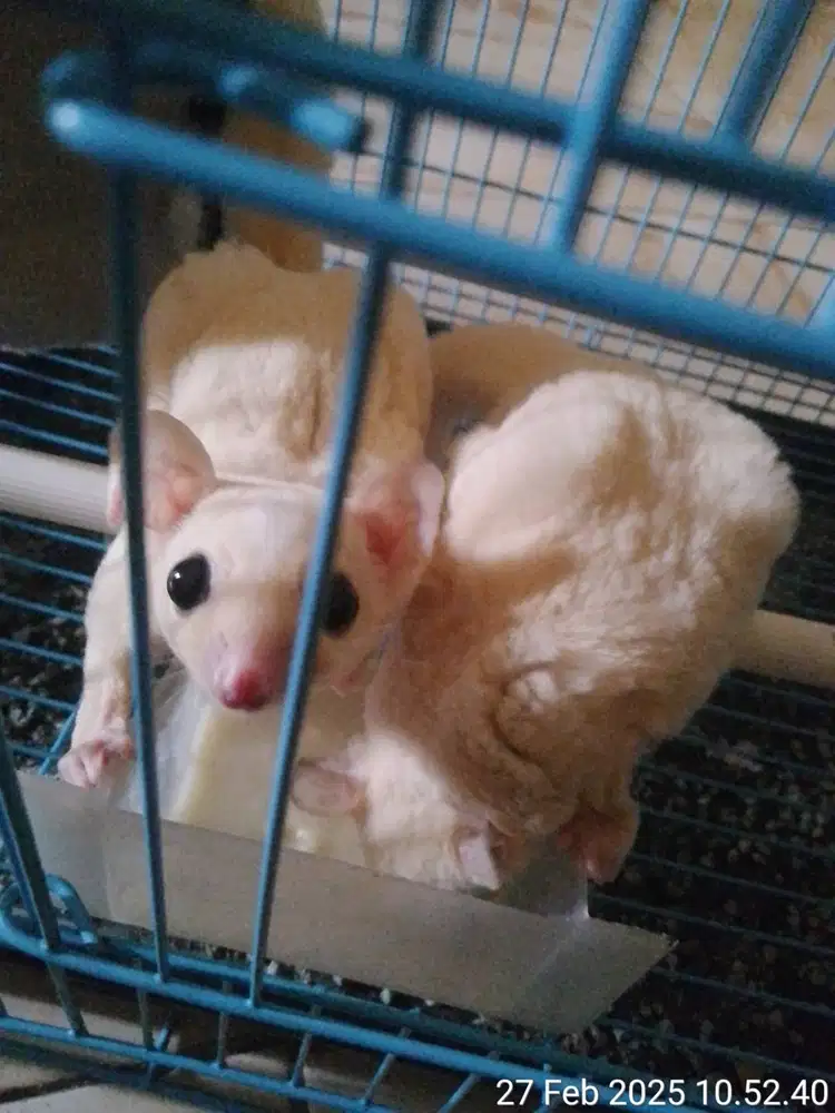 Sugar glider SG LUECISTIK SEPASANG