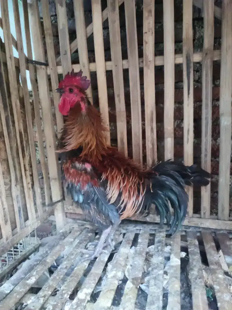 Ayam jago kampung keriting