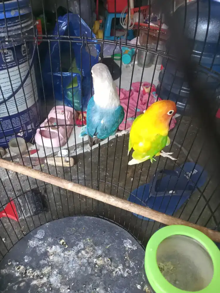Jual burung lovebird warna dewasa