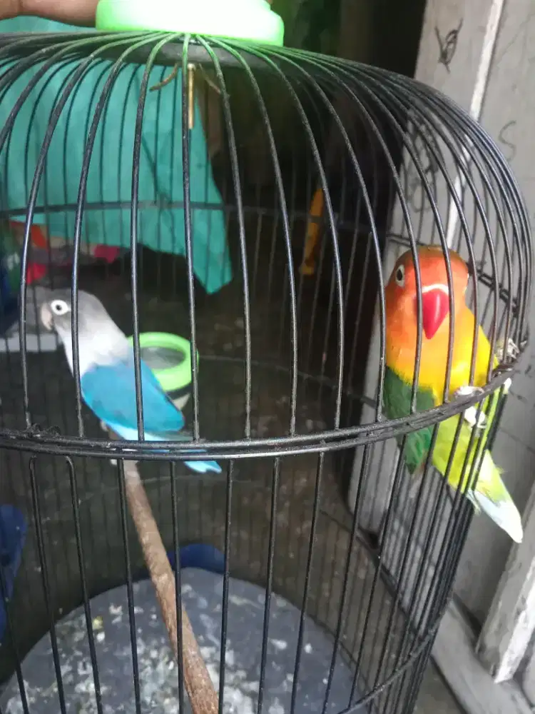 Jual burung lovebird sepasang