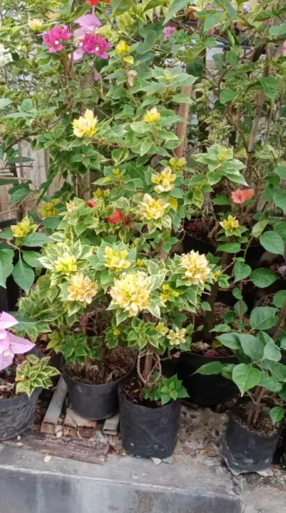 Bunga Bugenvil Singapura Bunga Warna Kuning, Tanaman Hias