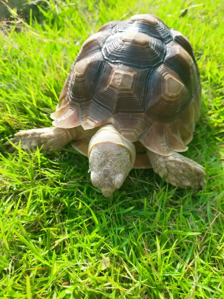 *JUAL MURAH... SIAPA CEPAT DIA DAPAT KURA-KURA SULCATA