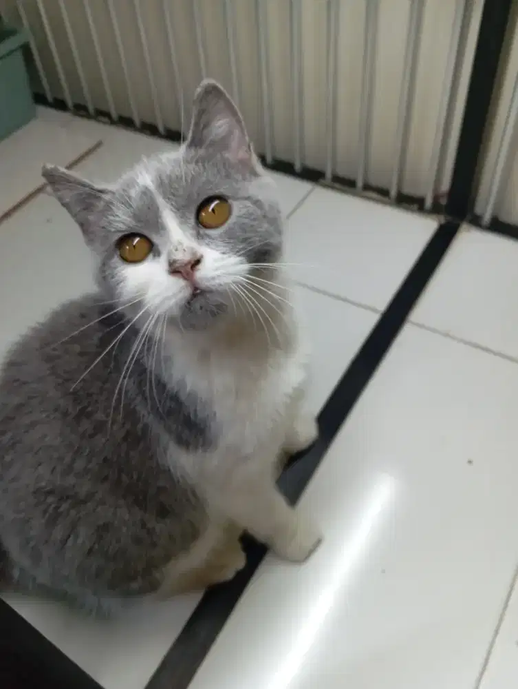 Kitten BSH british short hair