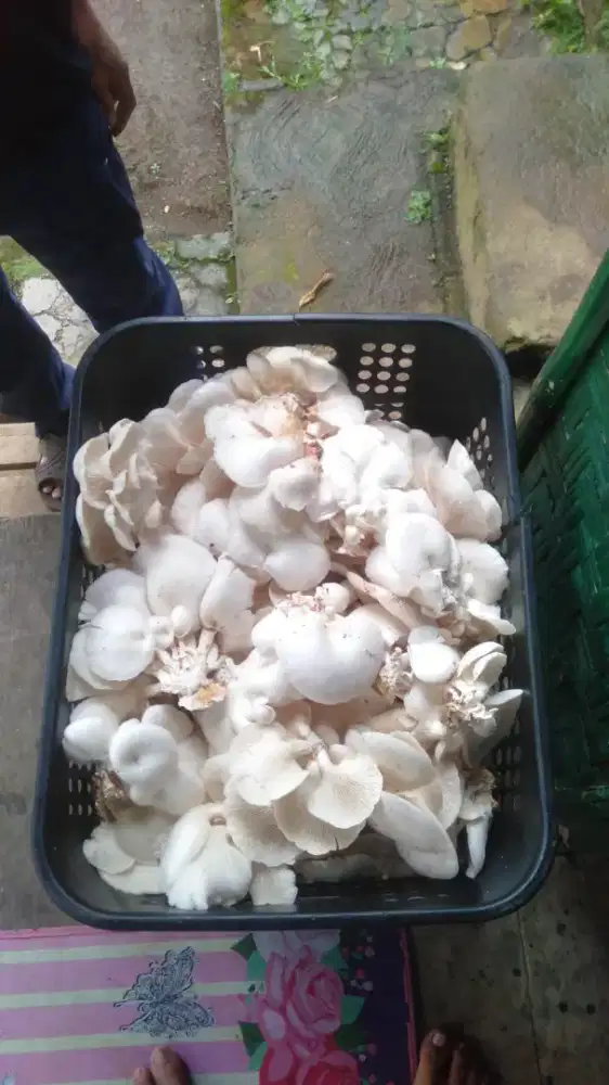 Jamur tiram putih fresh