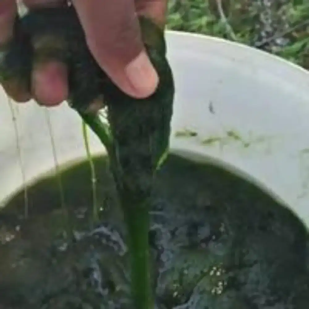 Jual Lumut Buat Mancing ikan Nila harga murah.