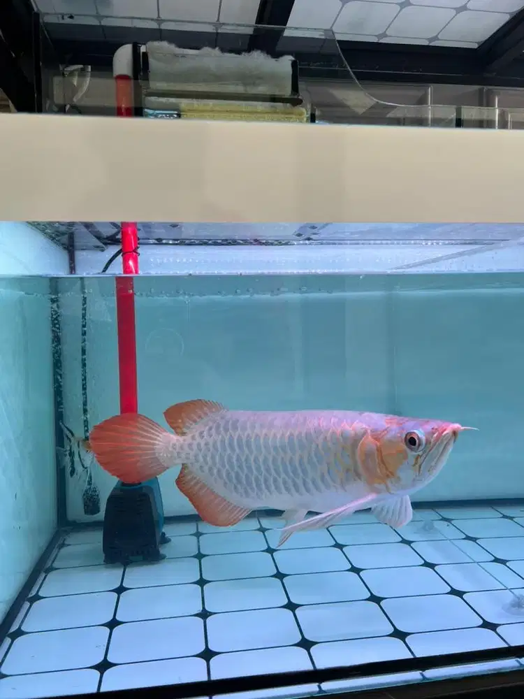 Ikan Arwana Super Red 43cm