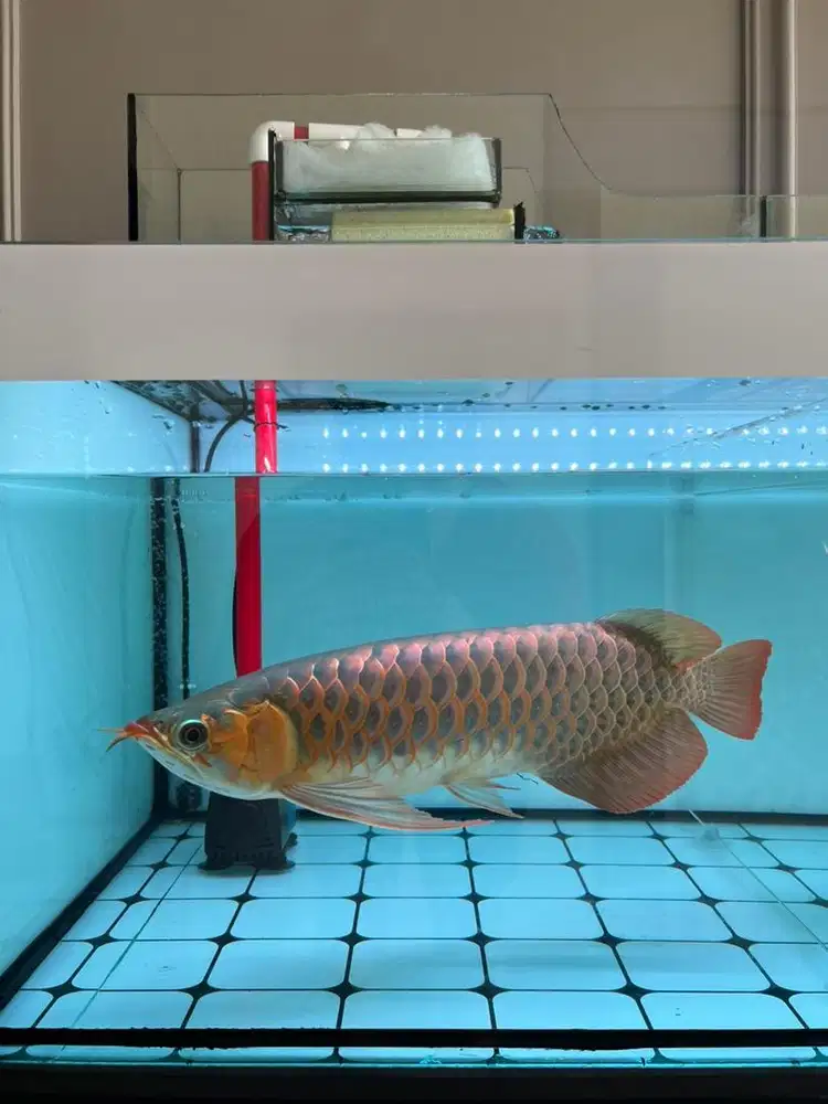 Ikan Arwana Super Red 43 cm