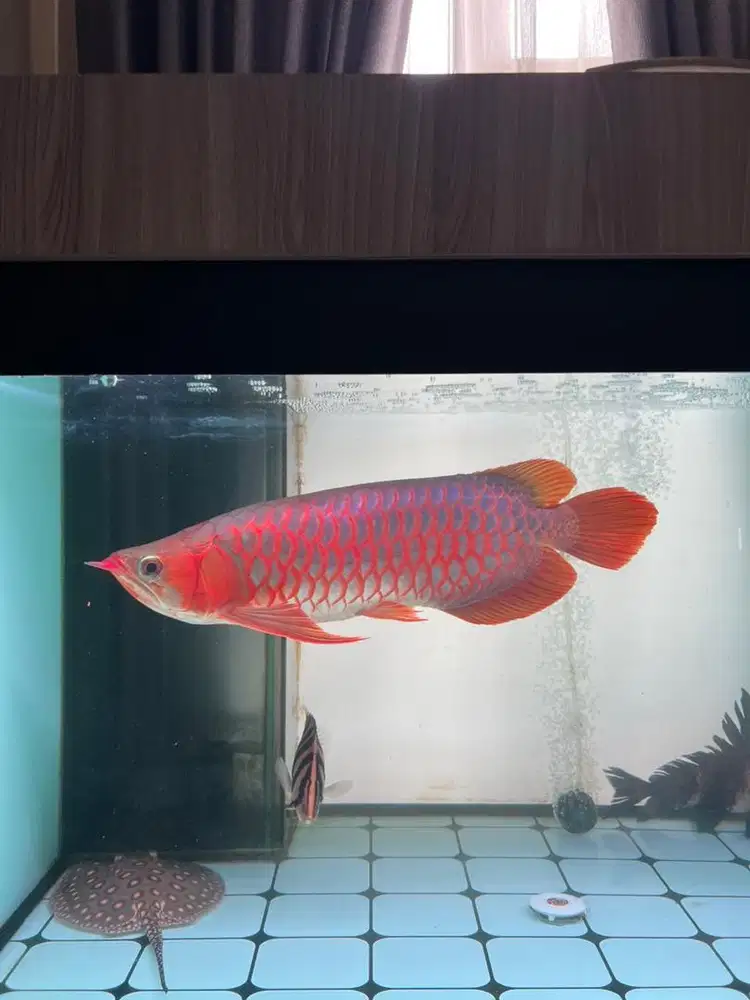 Ikan Arwana Super Red Merah Cabe