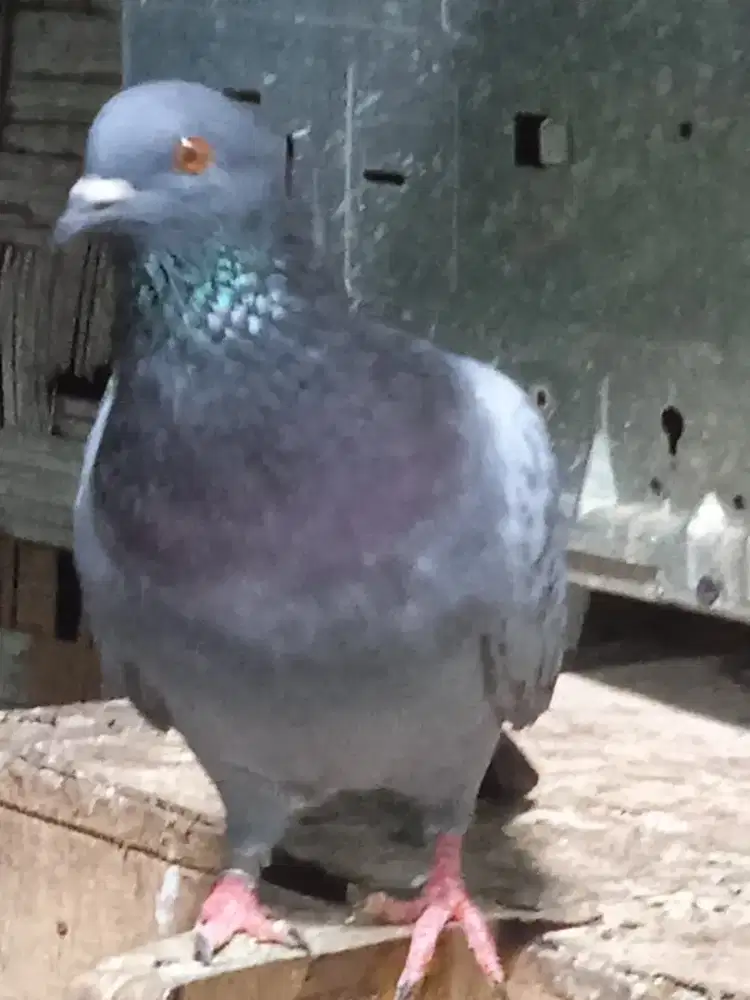 burung dara pasangan