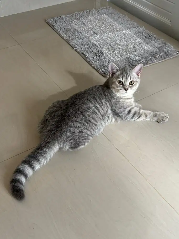 Kitten BSH taby dan torti