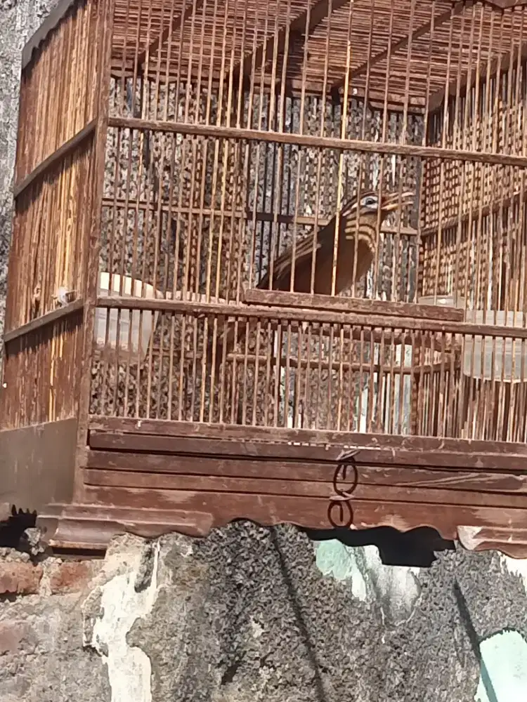 Di jual wambie muda hutan