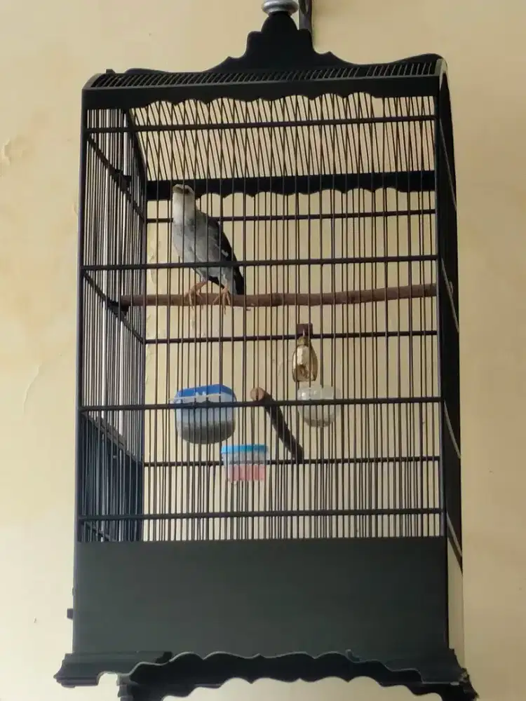 di jual jalak hybride gacor fulset