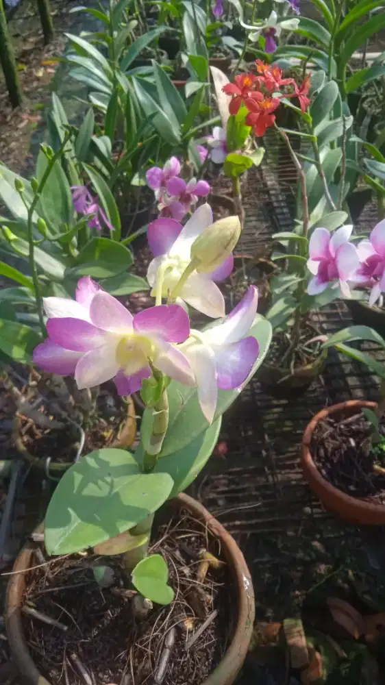 Tanaman anggrek nerbunga