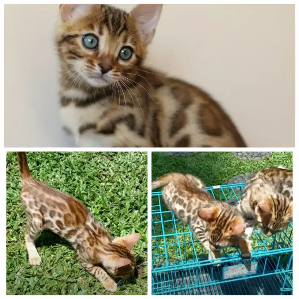 Kucing siBengal