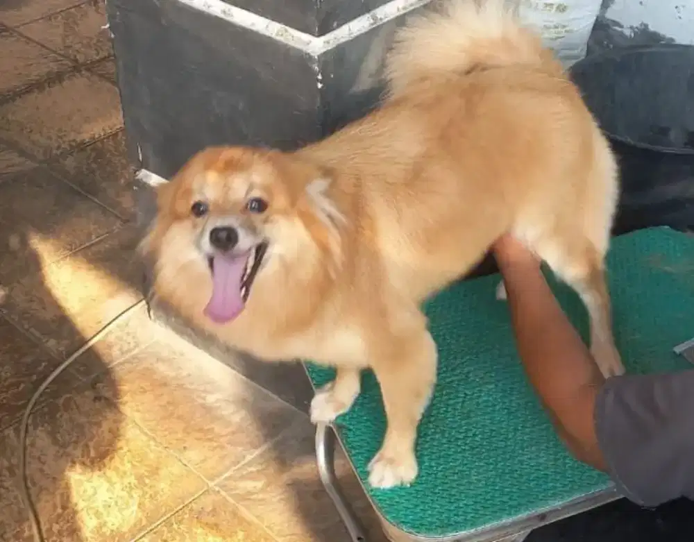 Dijual murah Anjing Pom betina lucu