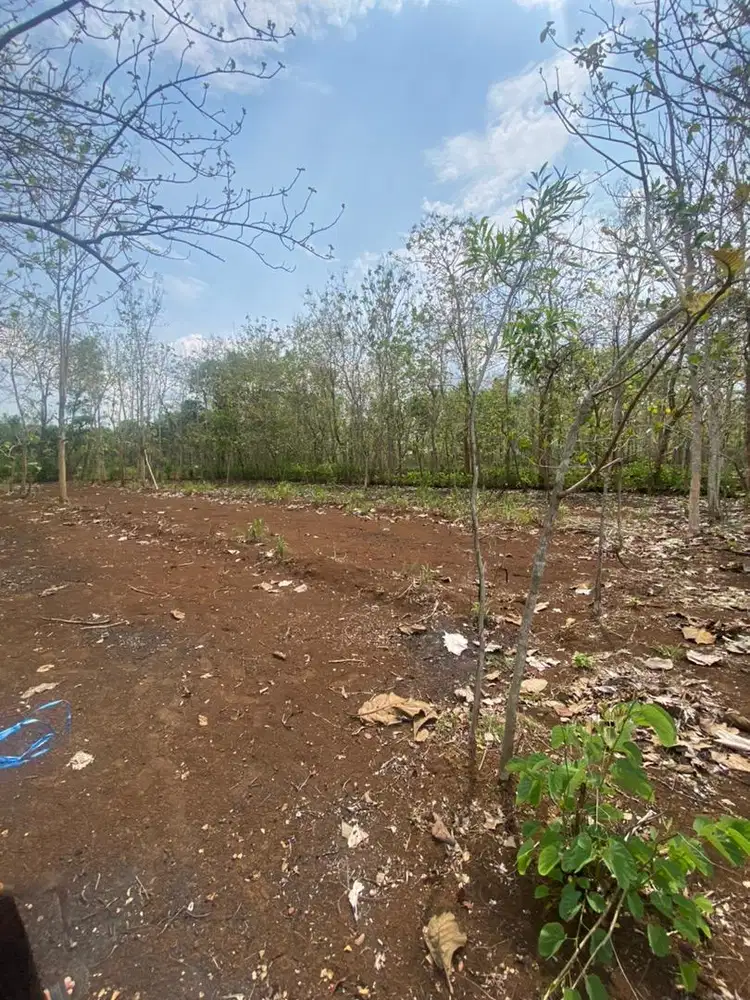 Dijual tanah SHM dekat Teaching Farm UGM (nego sampai jadi)