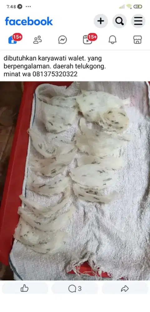 dicari karyawati walet yang berpengalaman dibidang walet.