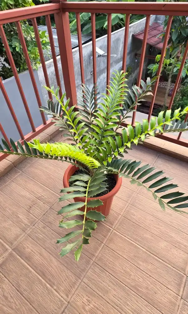 Encephalartos Ferox Caudex 10 cm Subur Istimewa