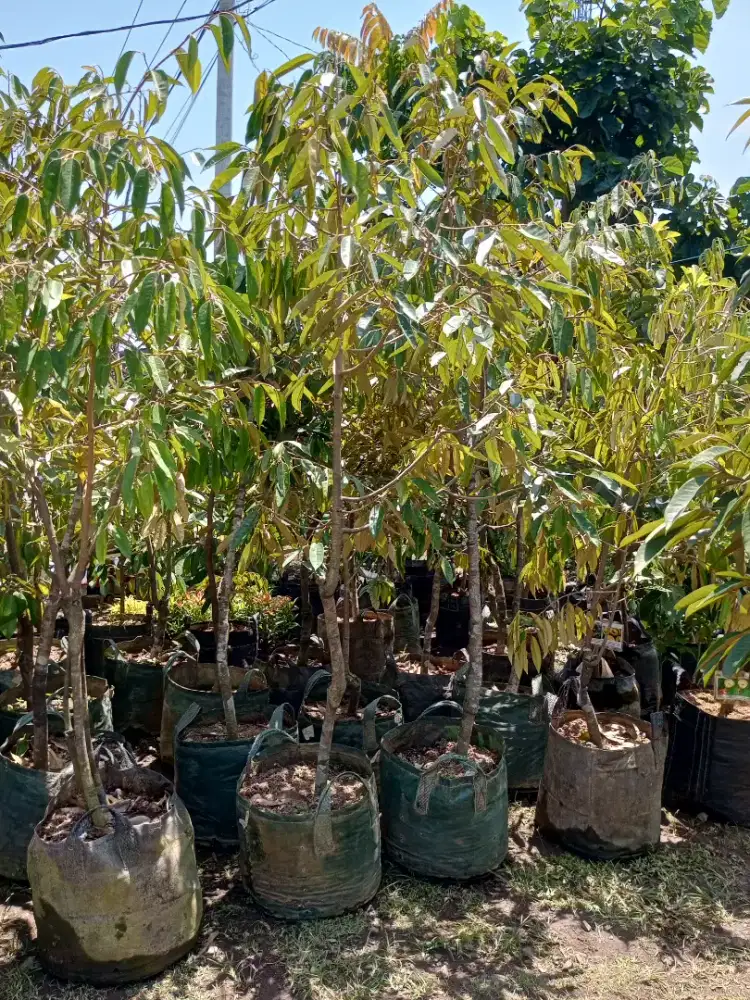 Bibit Durian Musangking 2m an
