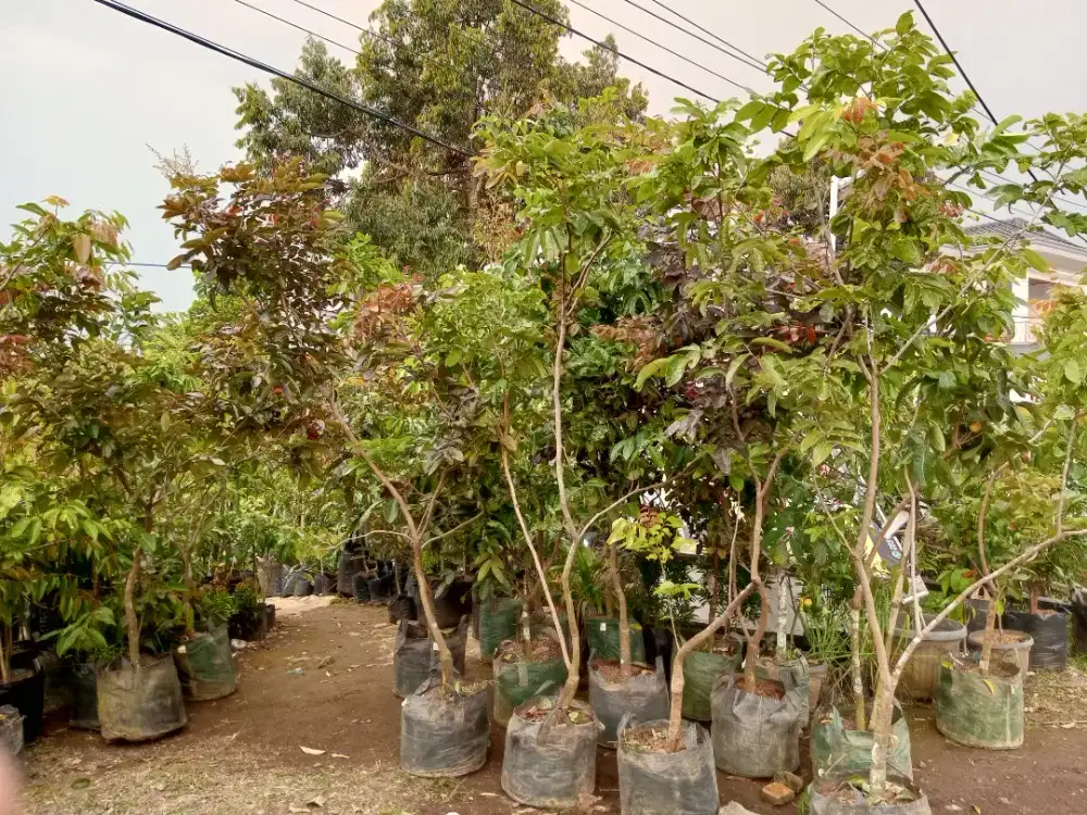 Bibit Kelengkeng Matalada ukuran 2m an