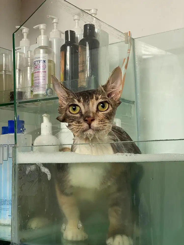 Grooming kucing | Salon kucing jogja