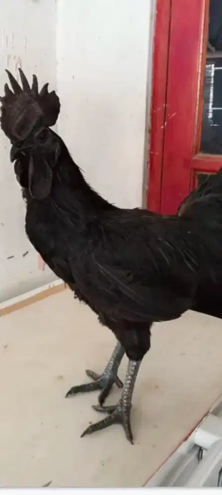 Ayam Cemani Jantan LH