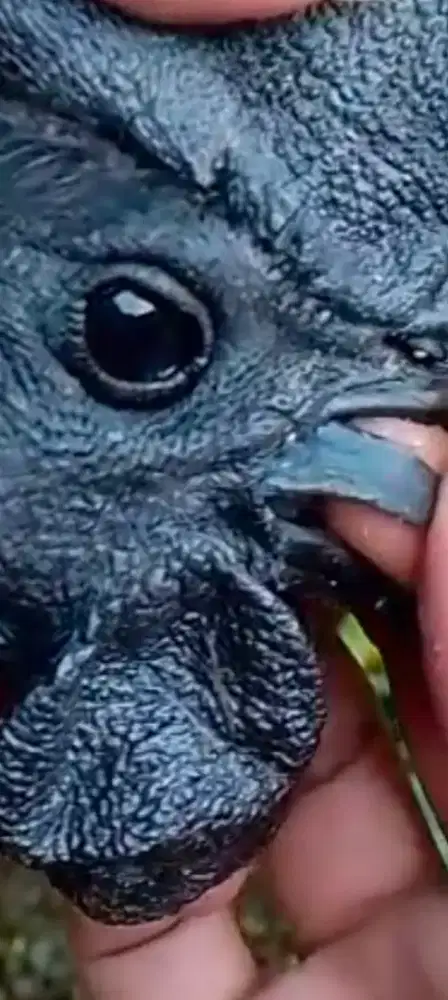 Ayam Cemani Jantan LH