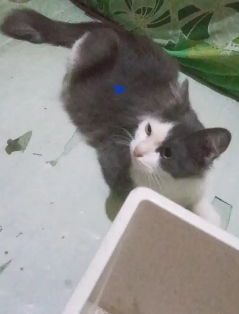 Lepas adop Kucing betina