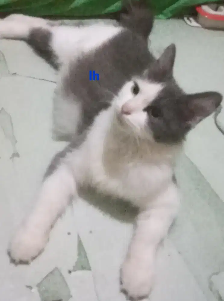 Lepas adop Kucing betina