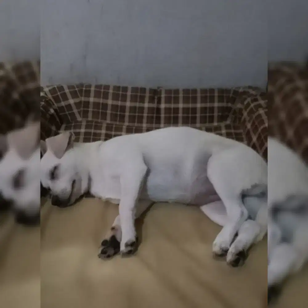 Open adopsi anjing betina jantan