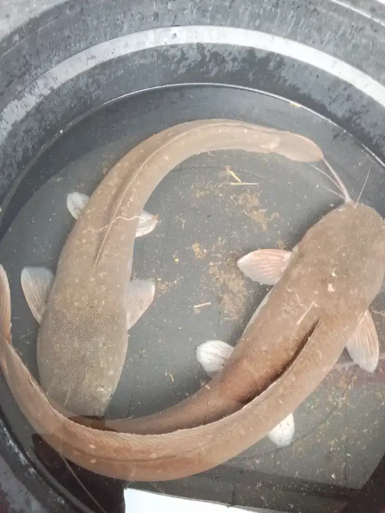 Jual Indukan Lele &konsumsi