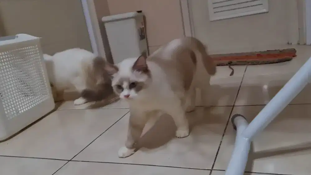 Ragdoll Betina 10 Bulan