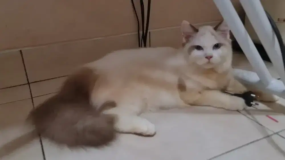 Ragdoll Jantan 7 Bulan