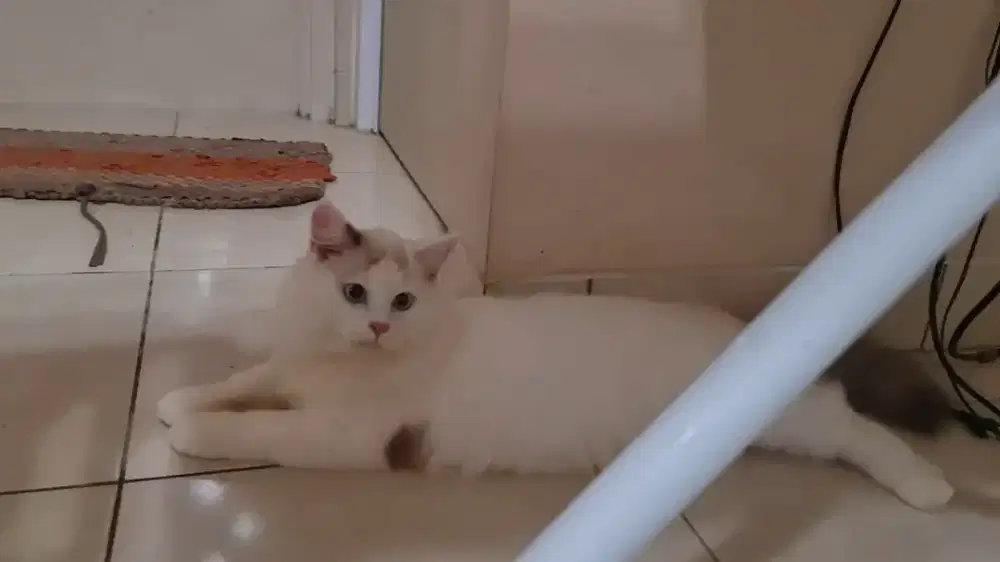 Ragdoll Jantan 7 Bulan