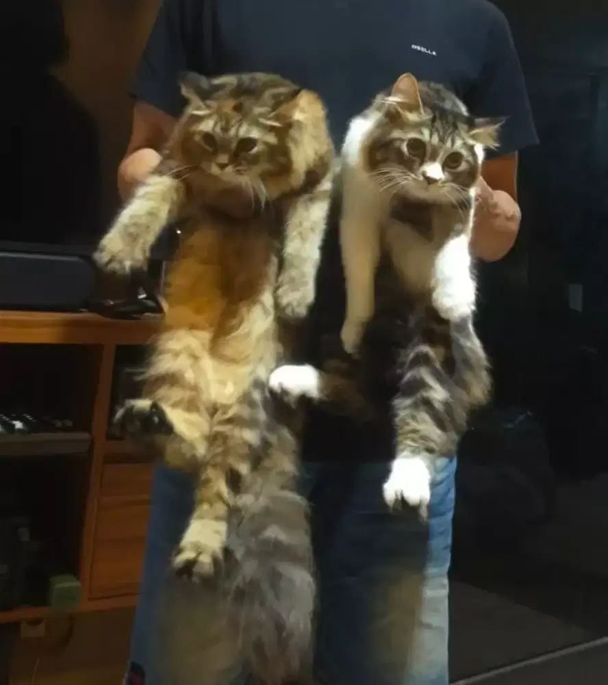 Anakan Persia 4.5 bln