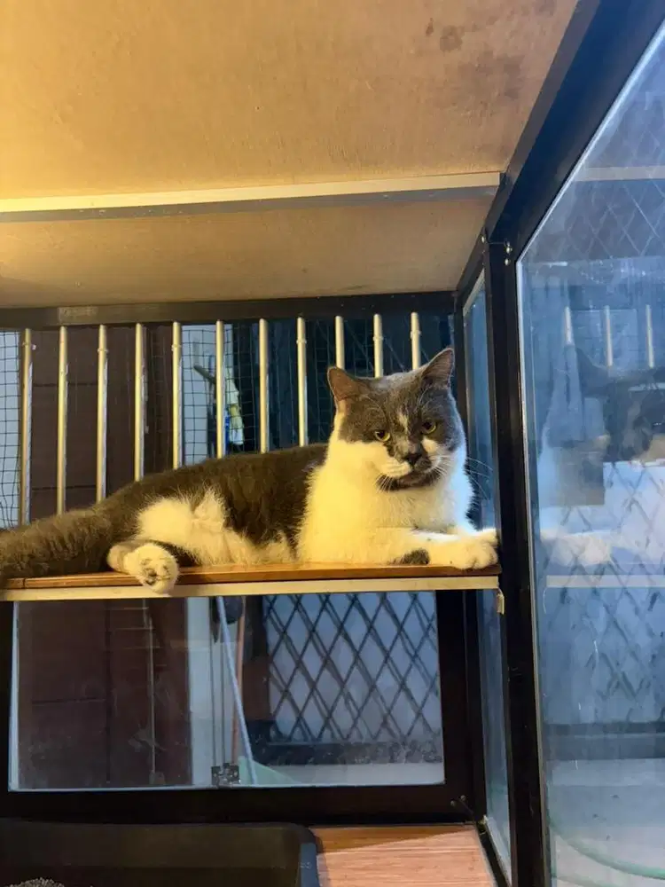 British Short Hair - bicolor