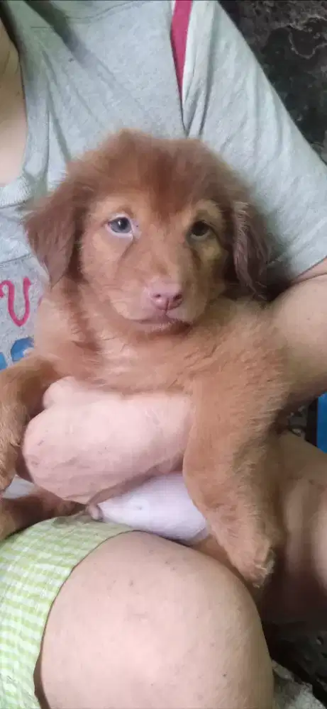 Anak anjing keturunan golden