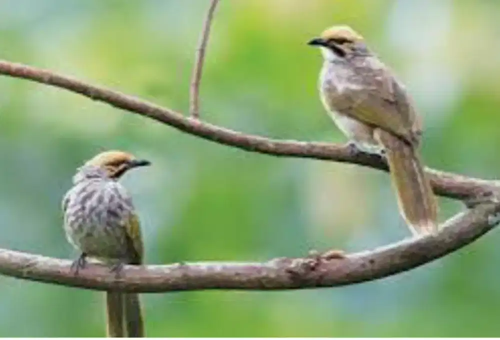 Bromo Bird Farm Cucakrowo specialist Sby