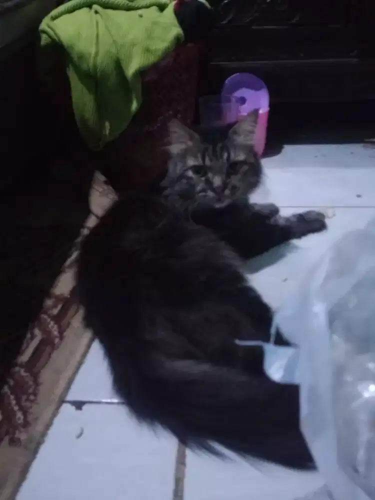 Di jual kucing Persia mix mancoon