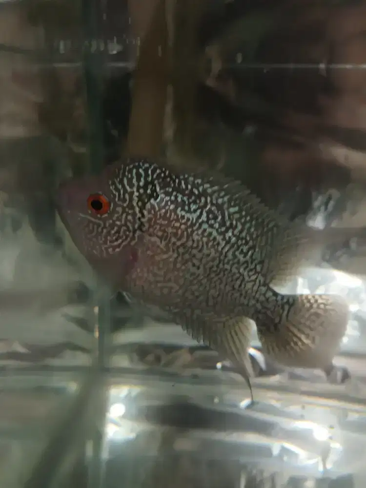 Flash sale!!Ikan Louhan/Lohan Cencu Female Proven